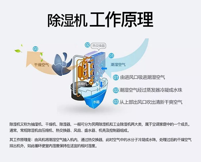 潮濕天氣狗最容易患上這種毛??！三個注意事項，鏟屎官一定要看看