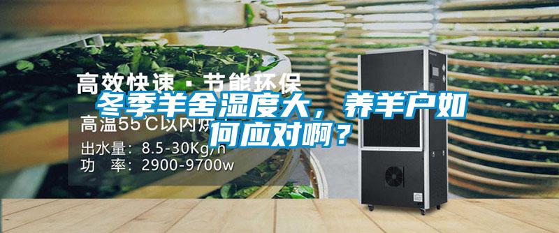冬季羊舍濕度大，養羊戶如何應對啊？
