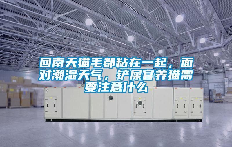 回南天貓毛都粘在一起，面對潮濕天氣，鏟屎官養貓需要注意什么