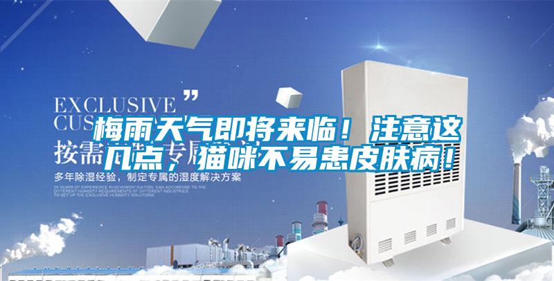 梅雨天氣即將來臨！注意這幾點，貓咪不易患皮膚??！