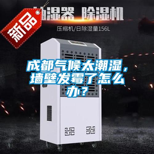 成都氣候太潮濕，墻壁發霉了怎么辦？
