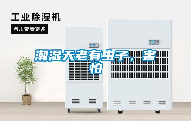潮濕天老有蟲子，害怕