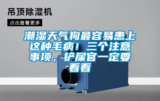 潮濕天氣狗最容易患上這種毛病！三個注意事項，鏟屎官一定要看看
