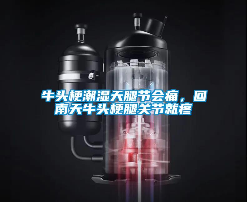牛頭梗潮濕天腿節會痛，回南天牛頭梗腿關節就疼