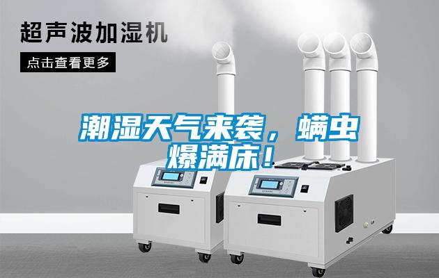 潮濕天氣來襲，螨蟲爆滿床！