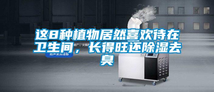 這8種植物居然喜歡待在衛生間，長得旺還除濕去臭
