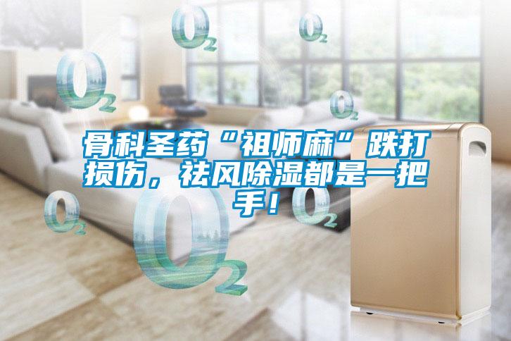 骨科圣藥“祖師麻”跌打損傷，祛風除濕都是一把手！