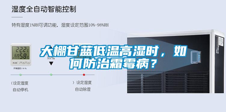 大棚甘藍低溫高濕時，如何防治霜霉??？