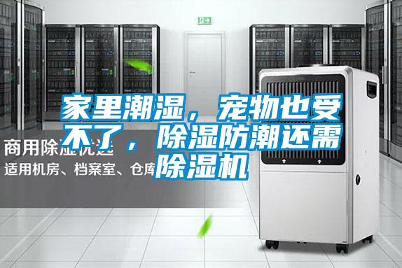 家里潮濕，寵物也受不了，除濕防潮還需除濕機