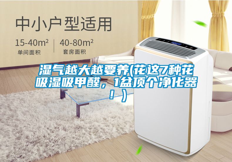 濕氣越大越要養(花這7種花吸濕吸甲醛，1盆頂個凈化器！)
