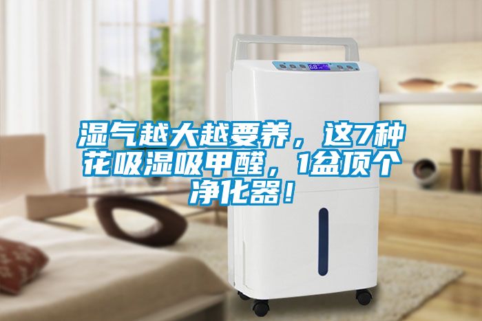 濕氣越大越要養，這7種花吸濕吸甲醛，1盆頂個凈化器！